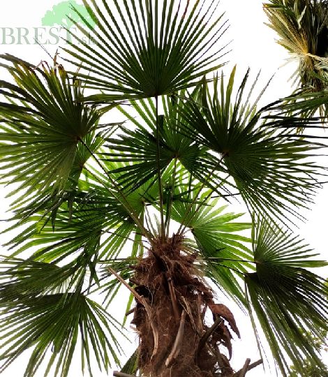 Trachykarp konopný  kmeň 200+